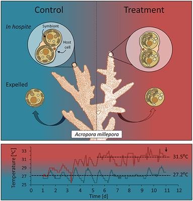 Single-Cell Biomolecular Analysis of Coral Algal Symbionts Reveals Opposing Metabolic Responses to Heat Stress and Expulsion